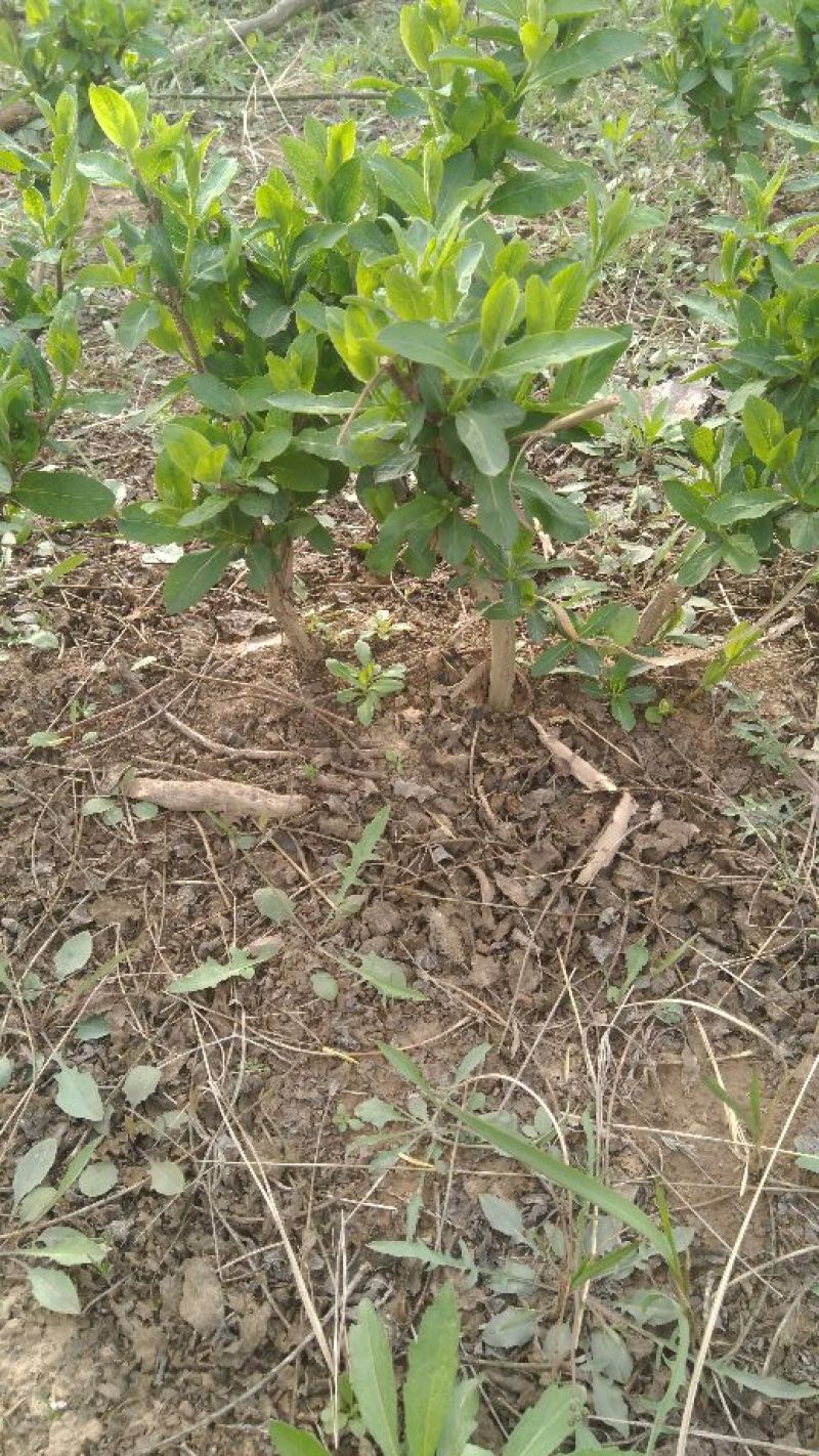 金银花小苗，大苗，老桩，量大规格多欢迎下单