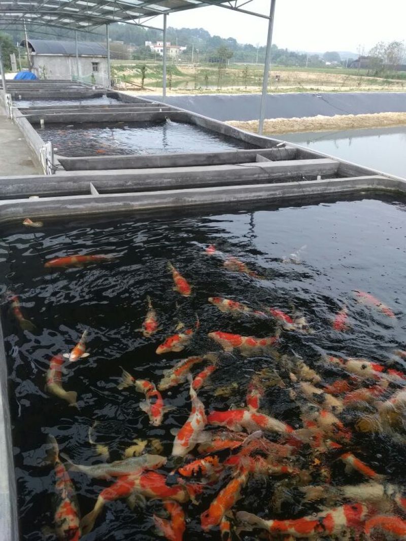 广东省清远市，锦鲤鱼苗，渔场直供，血统纯正，苗优价廉