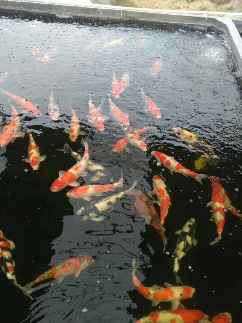 广东省清远市，锦鲤鱼苗，渔场直供，血统纯正，苗优价廉