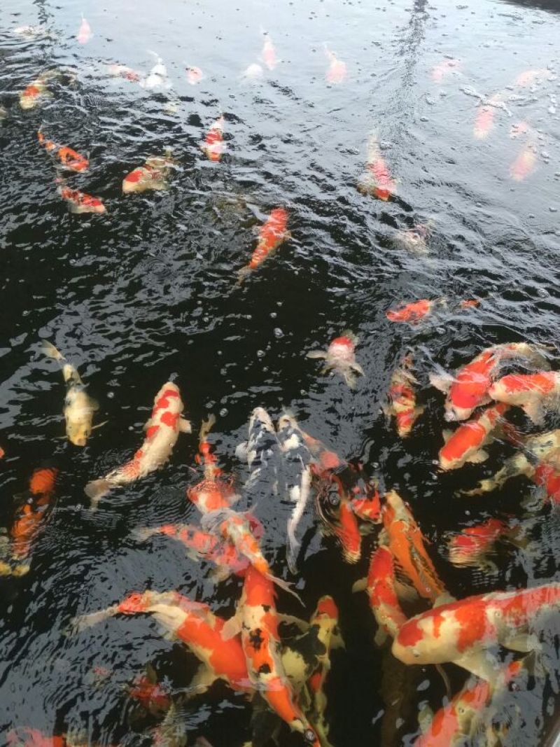 广东省清远市，锦鲤鱼苗，渔场直供，血统纯正，苗优价廉