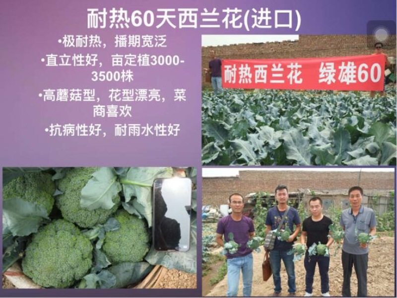薄皮厚皮甜瓜种子，甘蓝种子