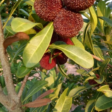 杨梅1.5~2cm