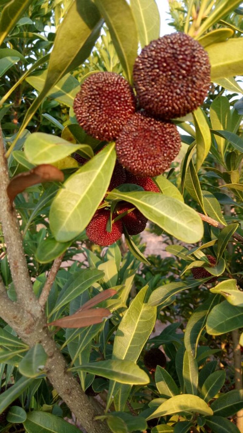 杨梅1.5~2cm