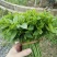 天绿香苗（益肝菜），原生好苗