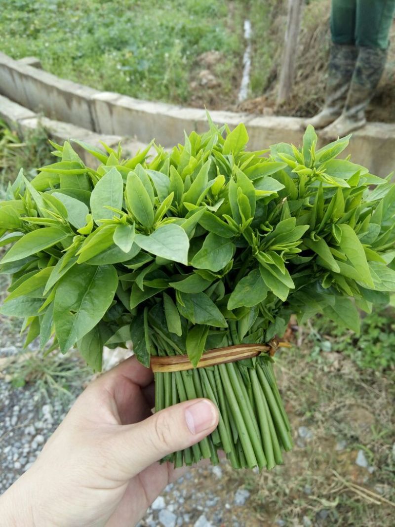 天绿香苗（益肝菜），原生好苗