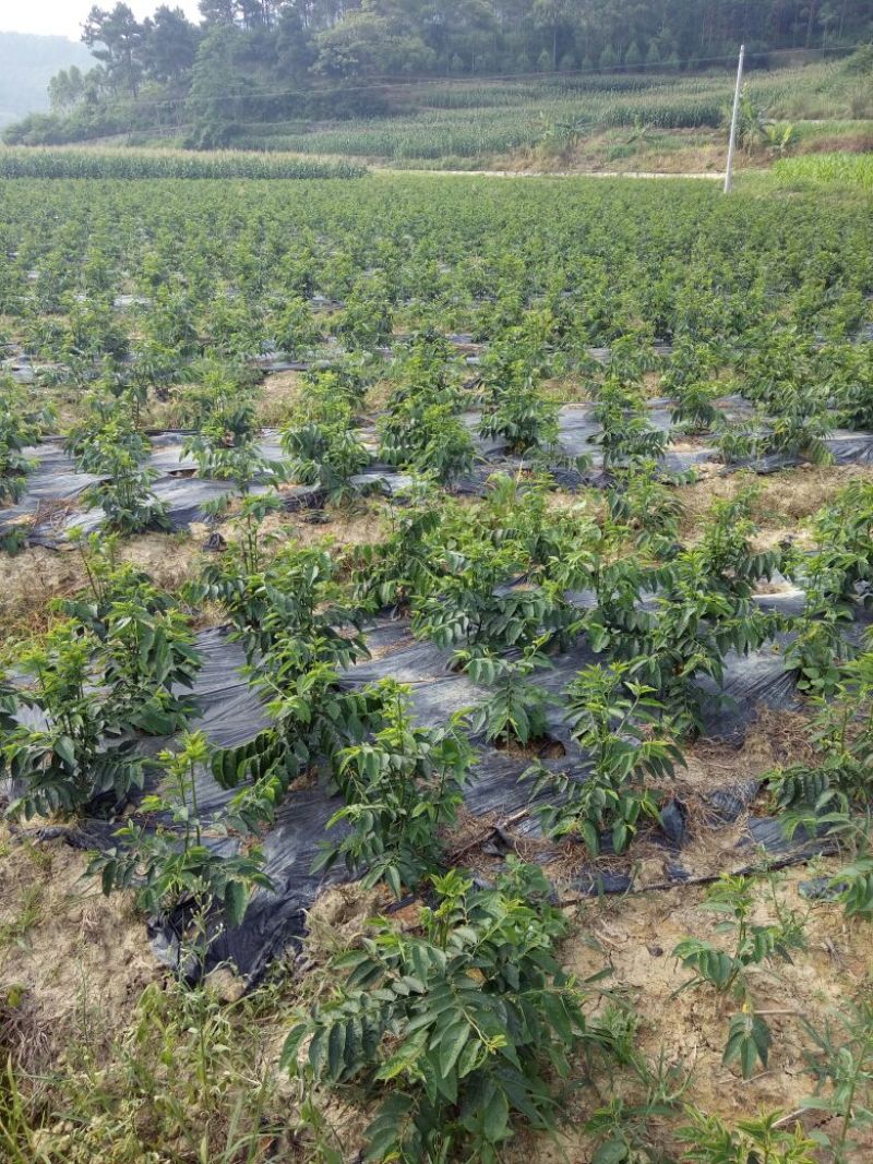 天绿香苗（益肝菜），原生好苗