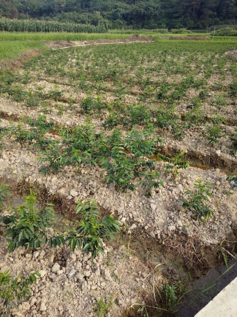 天绿香苗（益肝菜），原生好苗