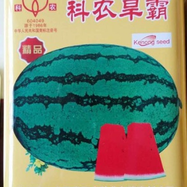 超耐旱西瓜种子～科龙旱霸