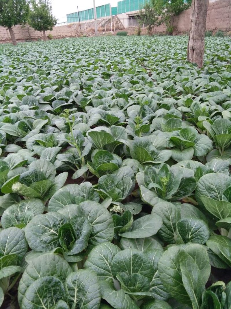 脱水白菜