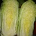 北京三号白菜净菜4~6斤，出口，商超，各大市场优选的