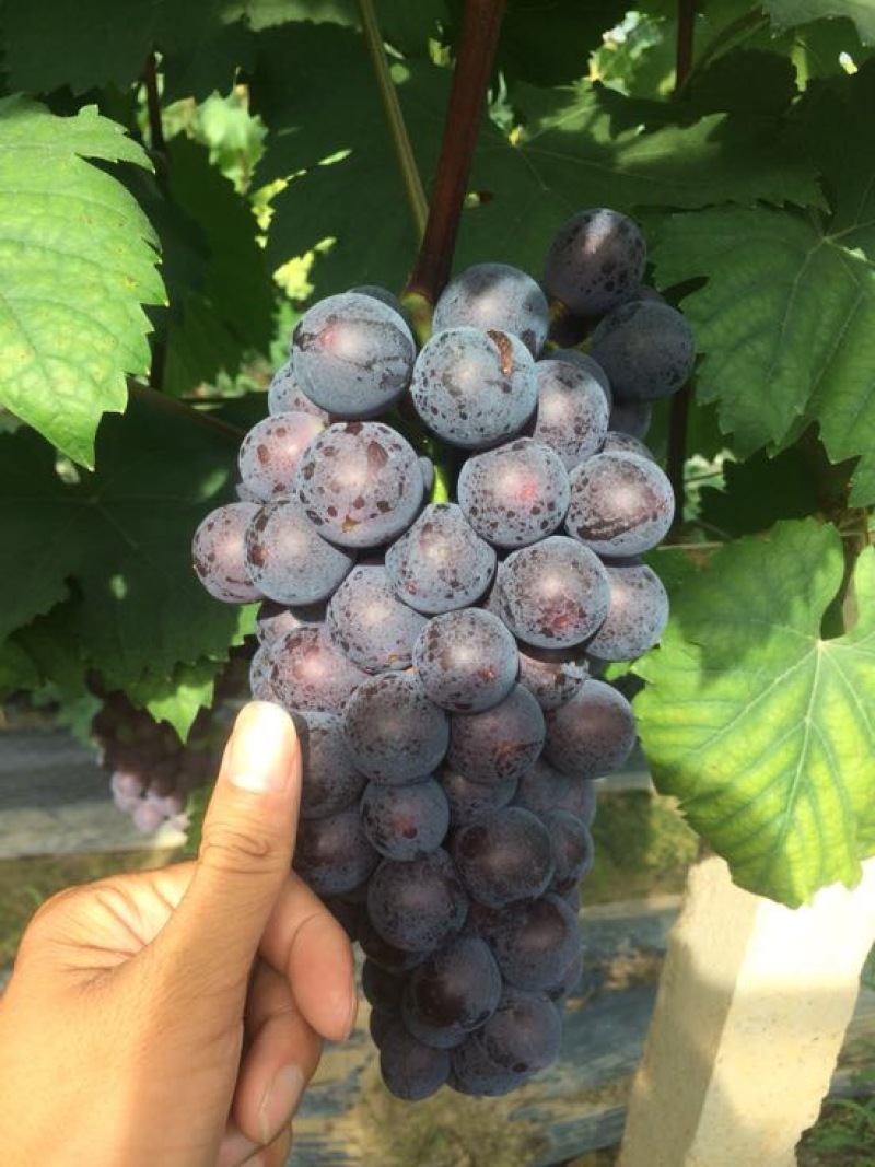 夏黑葡萄