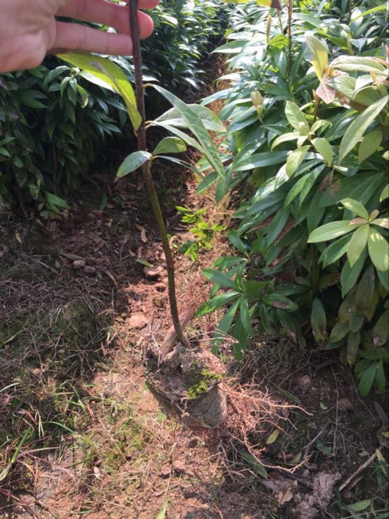 小叶桢楠