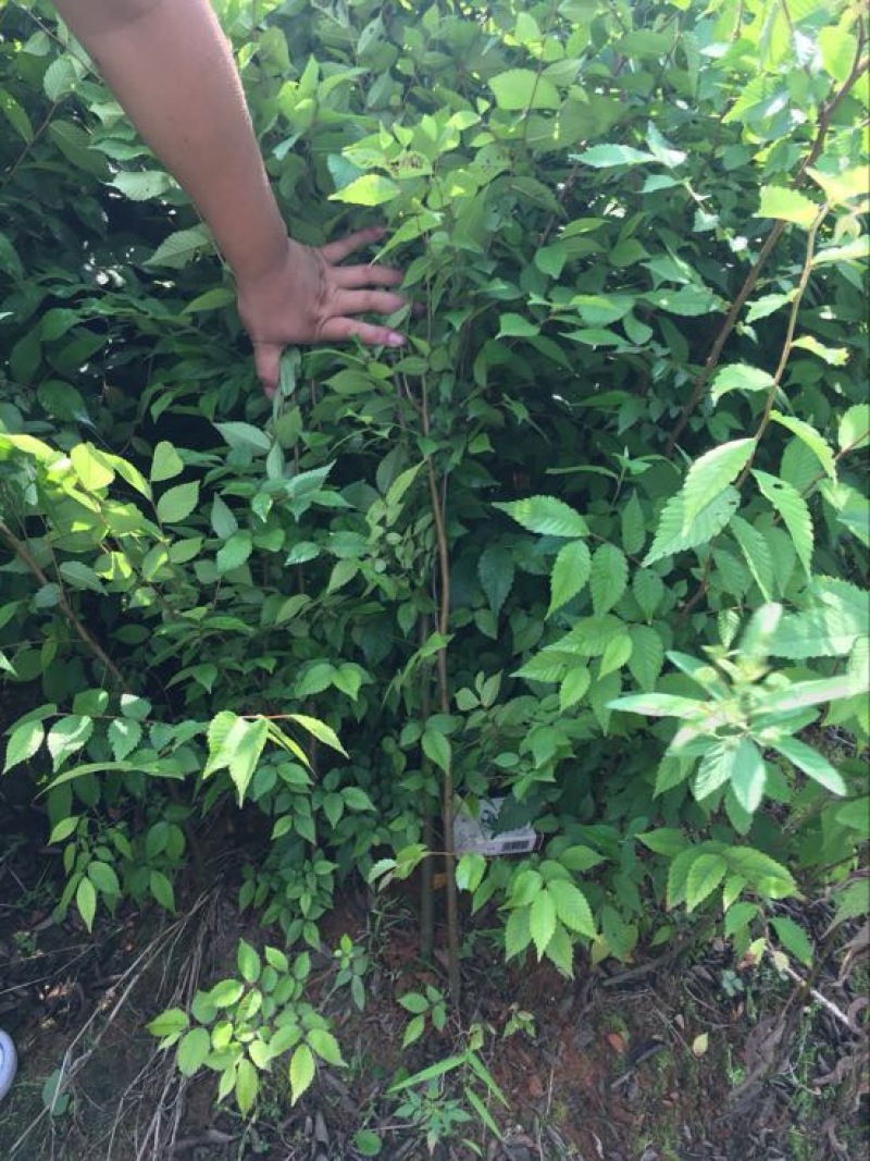 小叶桢楠