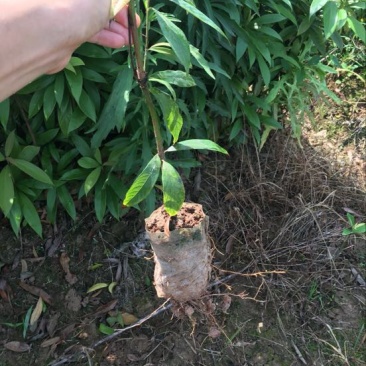 小叶桢楠