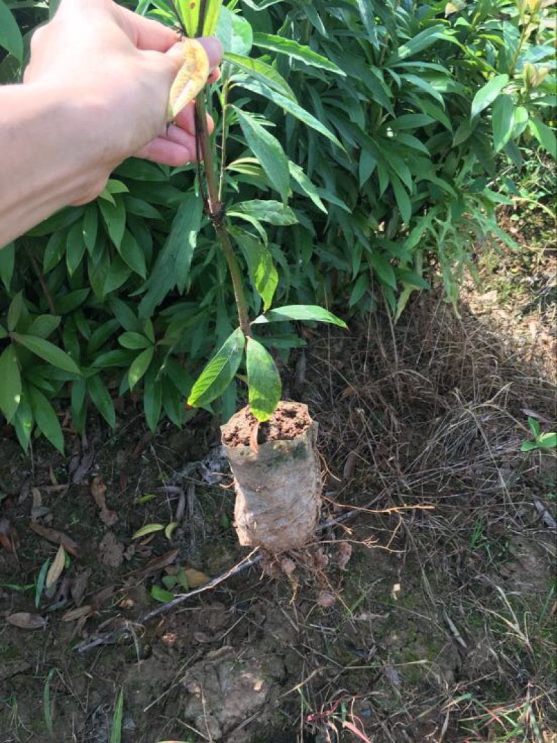 小叶桢楠