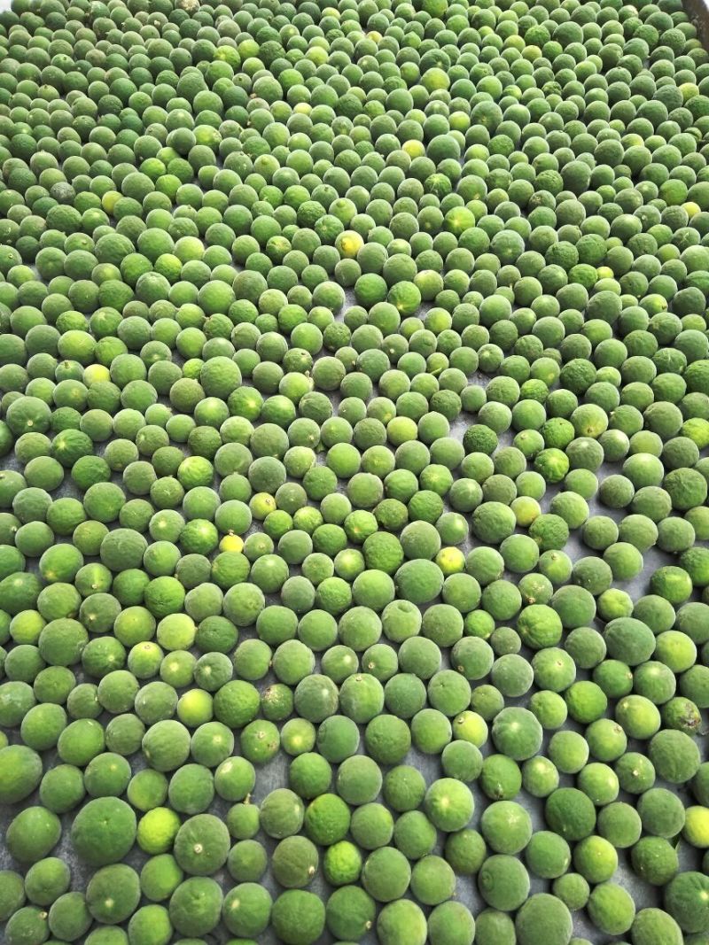 枳壳
