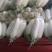 301白萝卜1~1.5斤起