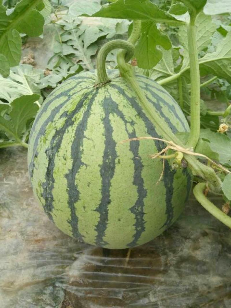 精选《8424西瓜》8斤打底8成熟头茬瓜农户自产自销
