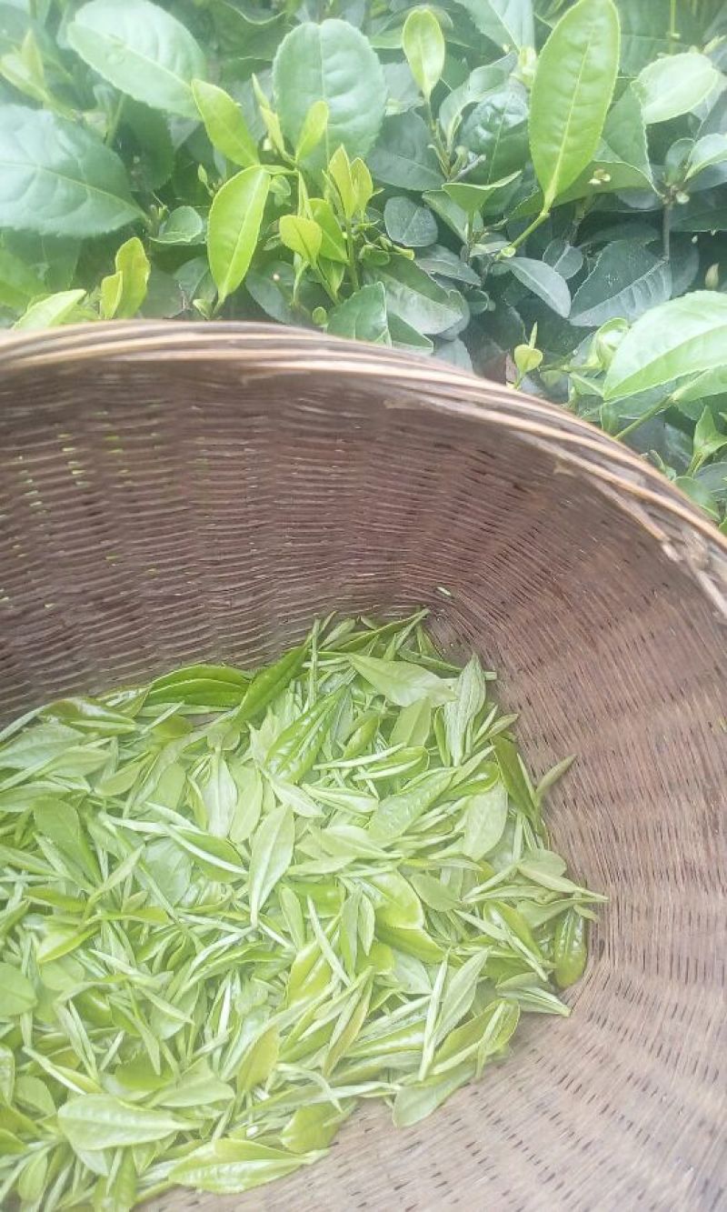 川茶一级