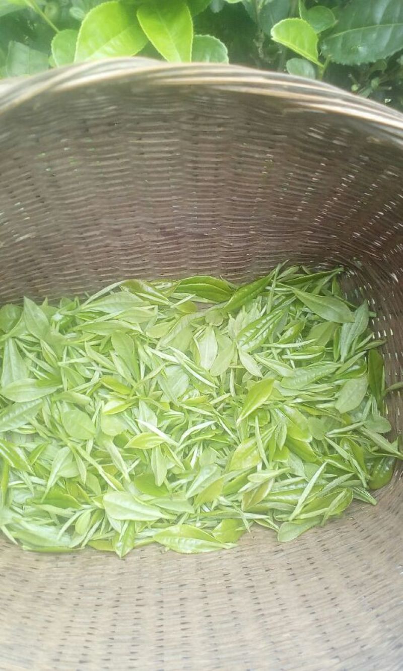川茶一级