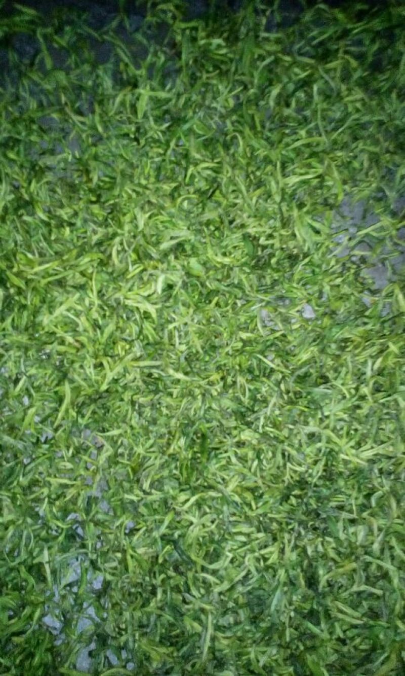 川茶一级