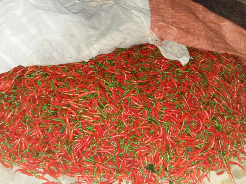 朝天椒，云南新鲜辣椒小米朝天椒超辣泡椒低价批发保质保量