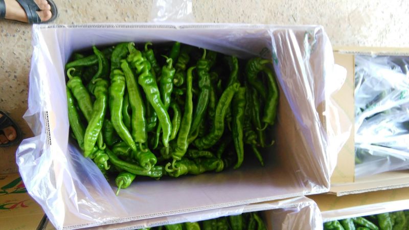 陕西定边鲜辣椒螺丝椒，量大价优，欢迎咨询