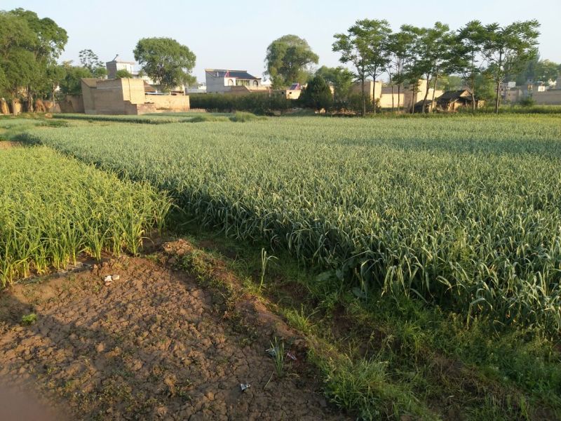 蒜苔种子