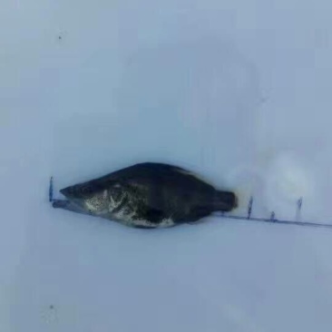 大眼鳜鱼苗活鱼10~20cm