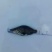 大眼鳜鱼苗活鱼10~20cm