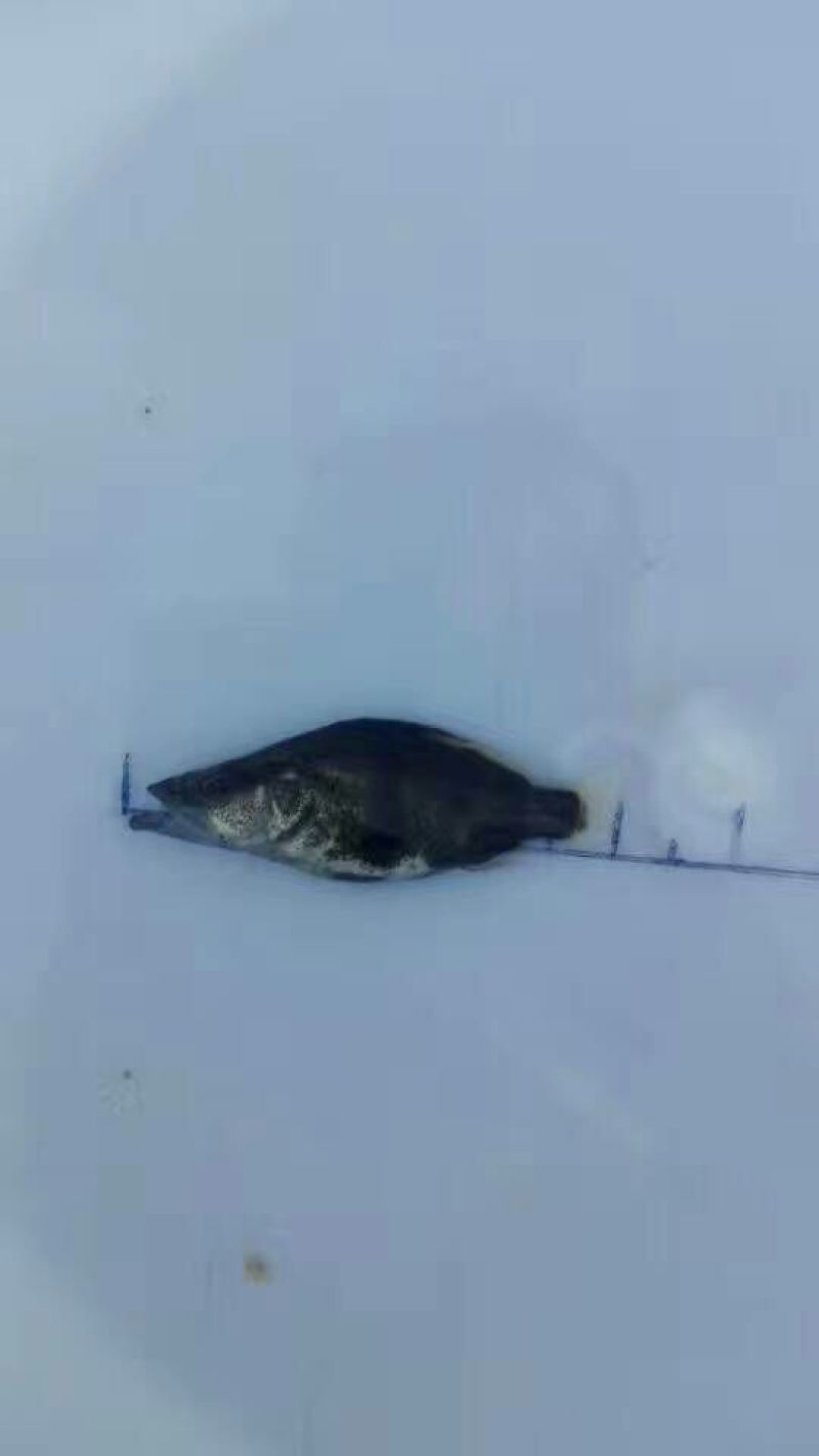 大眼鳜鱼苗活鱼10~20cm