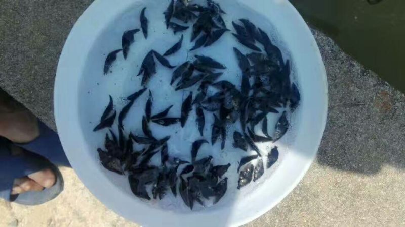 大眼鳜鱼苗活鱼10~20cm