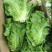 河南内黄县生菜意大利生菜常年有货可供应电商平台，实体店