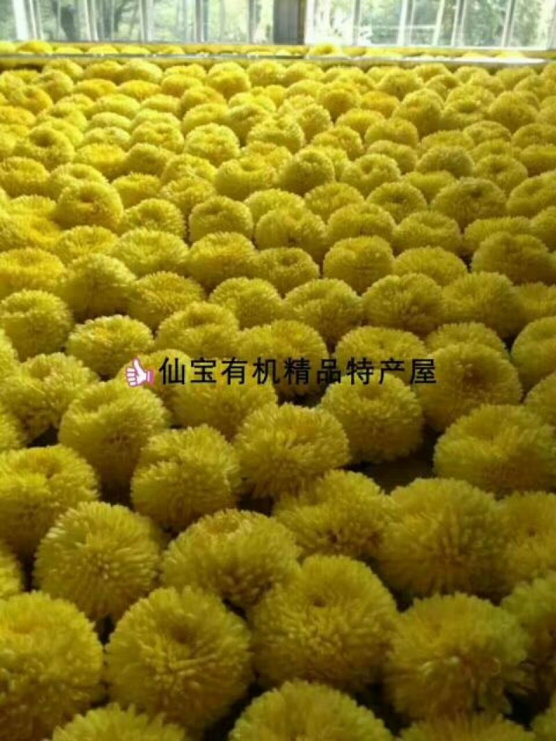 野菊花颗粒