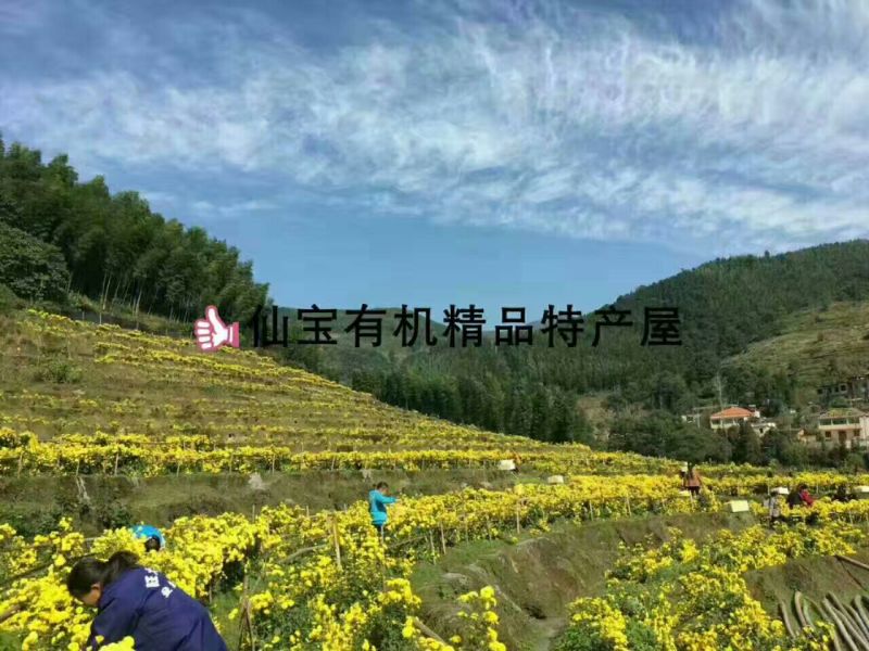 野菊花颗粒