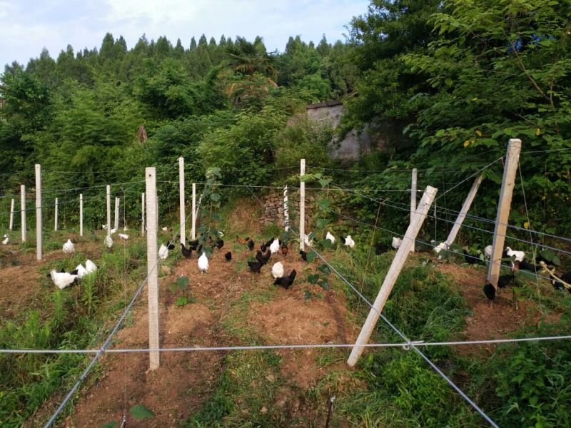 绿壳鸡蛋食用50g以下