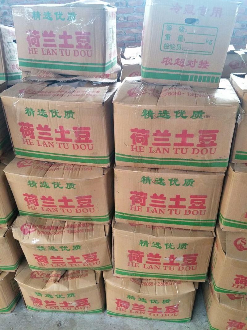 荷兰十五土豆精品3两以上