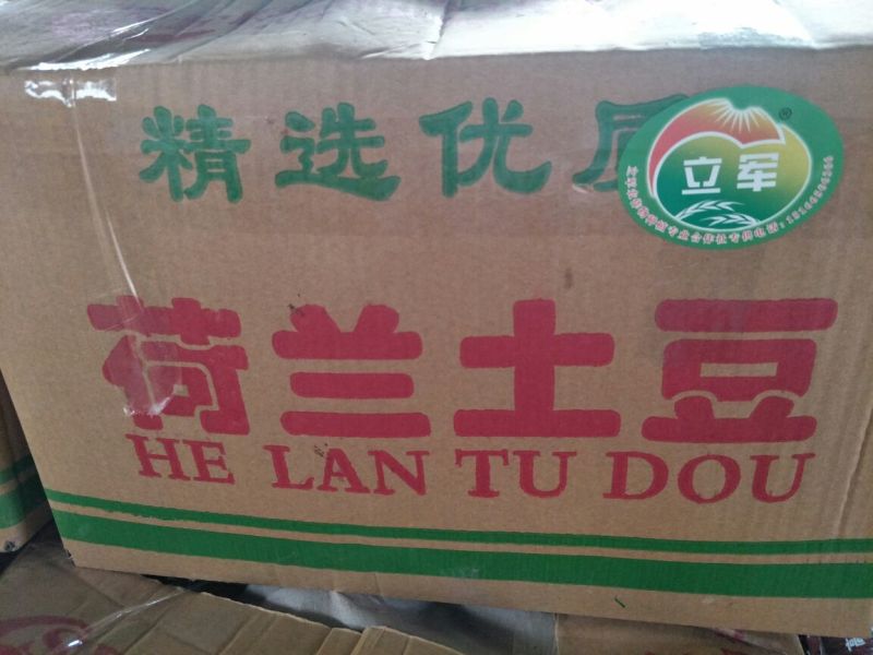荷兰十五土豆精品3两以上