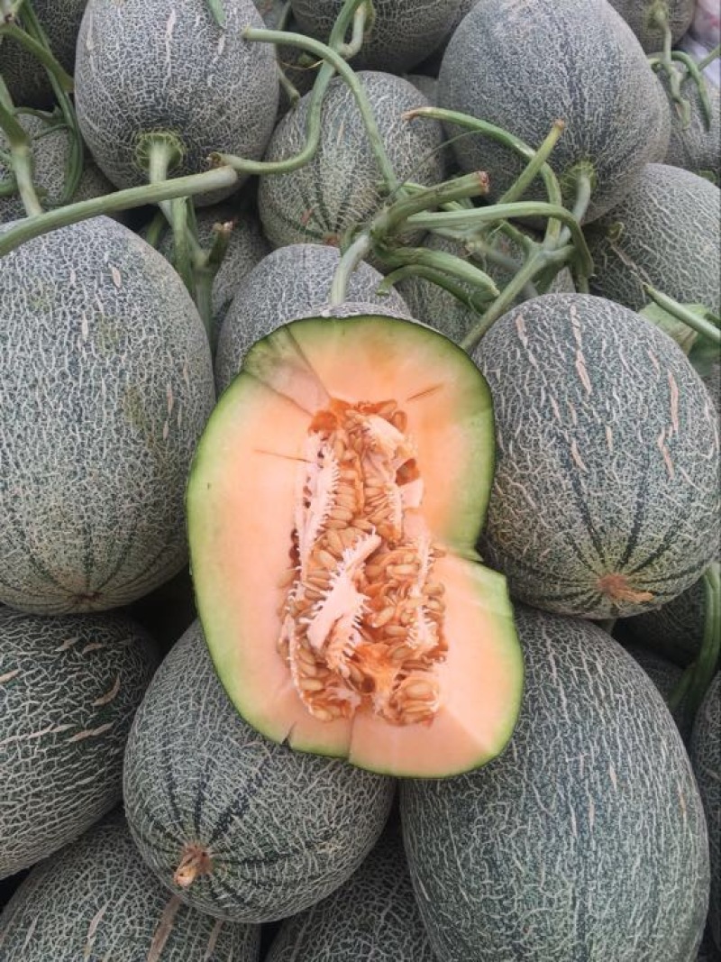 西州蜜瓜