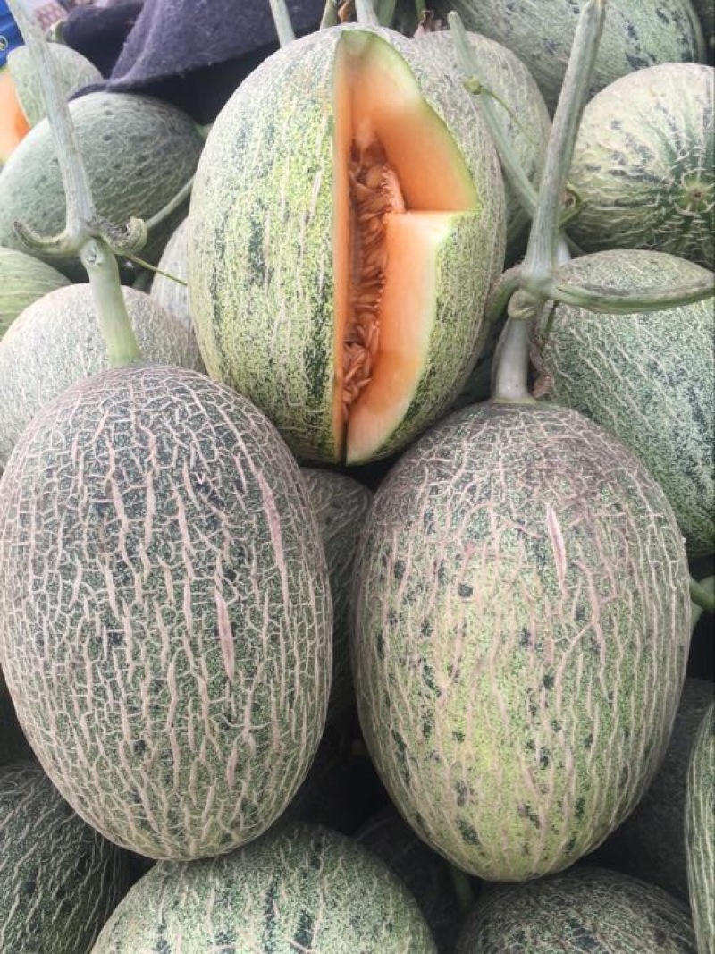 西州蜜瓜