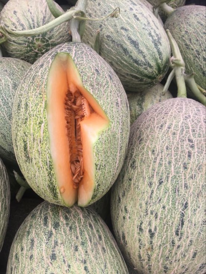 西州蜜瓜