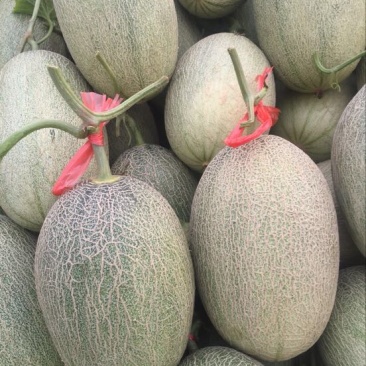 西州蜜瓜