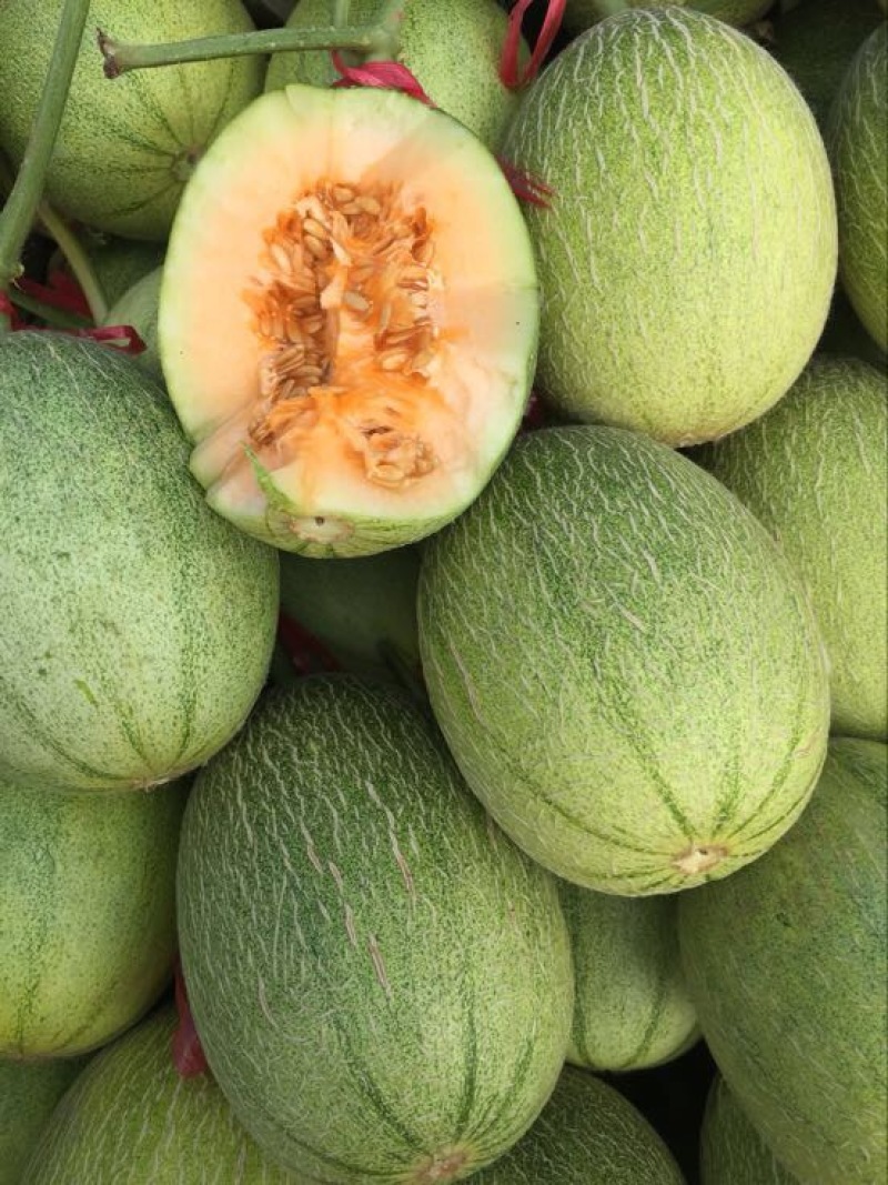 西州蜜瓜