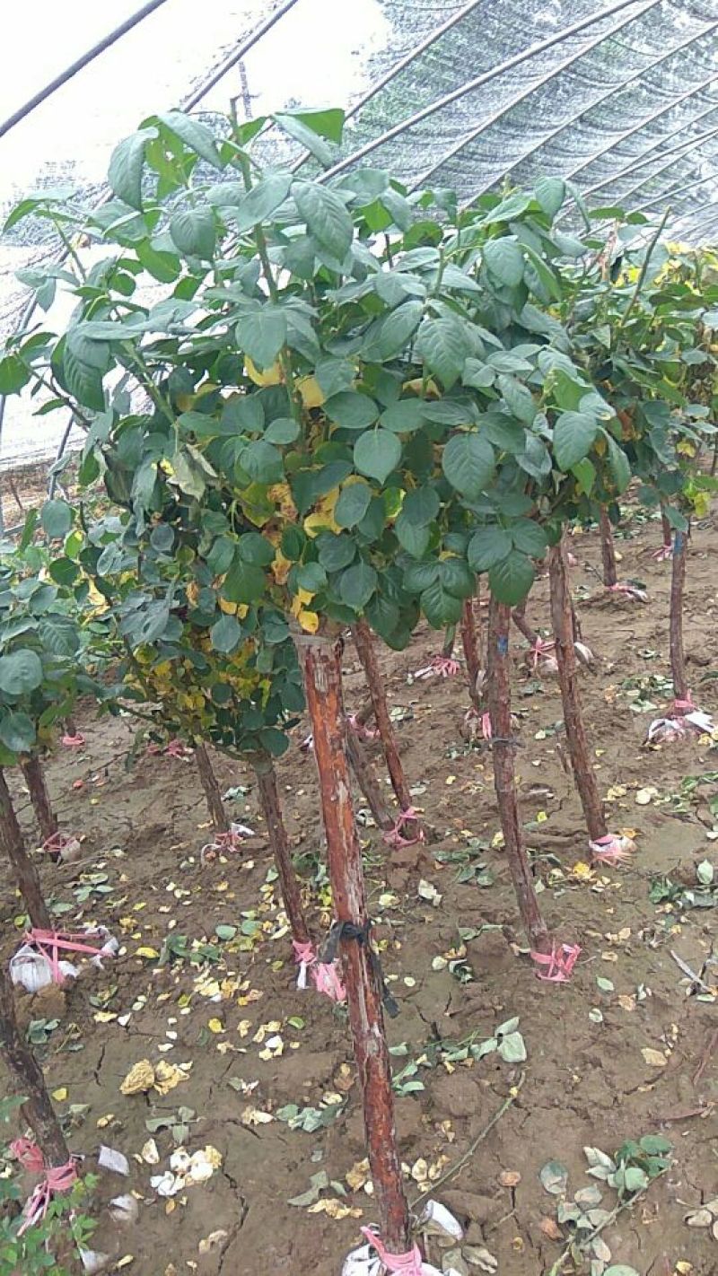 金镶玉竹4~5m