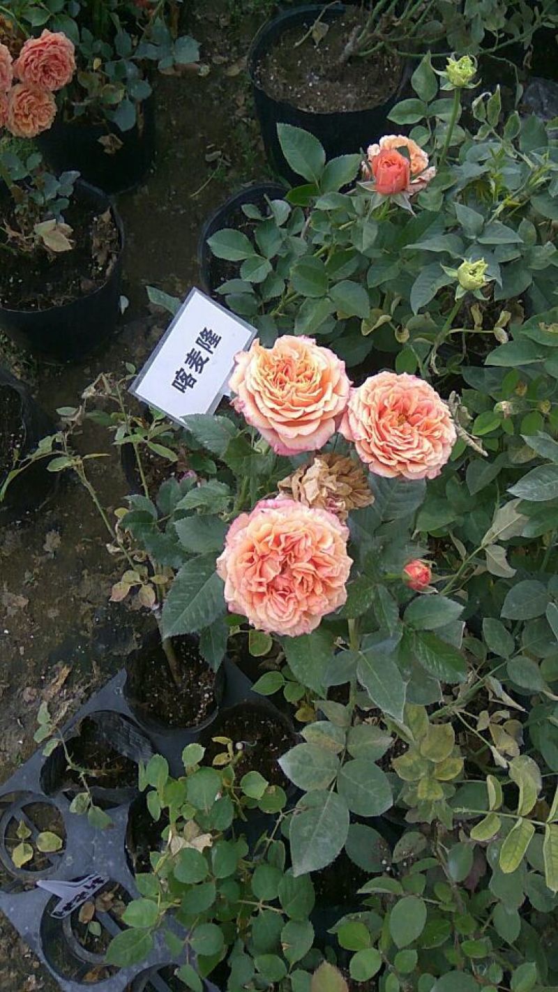 金镶玉竹4~5m
