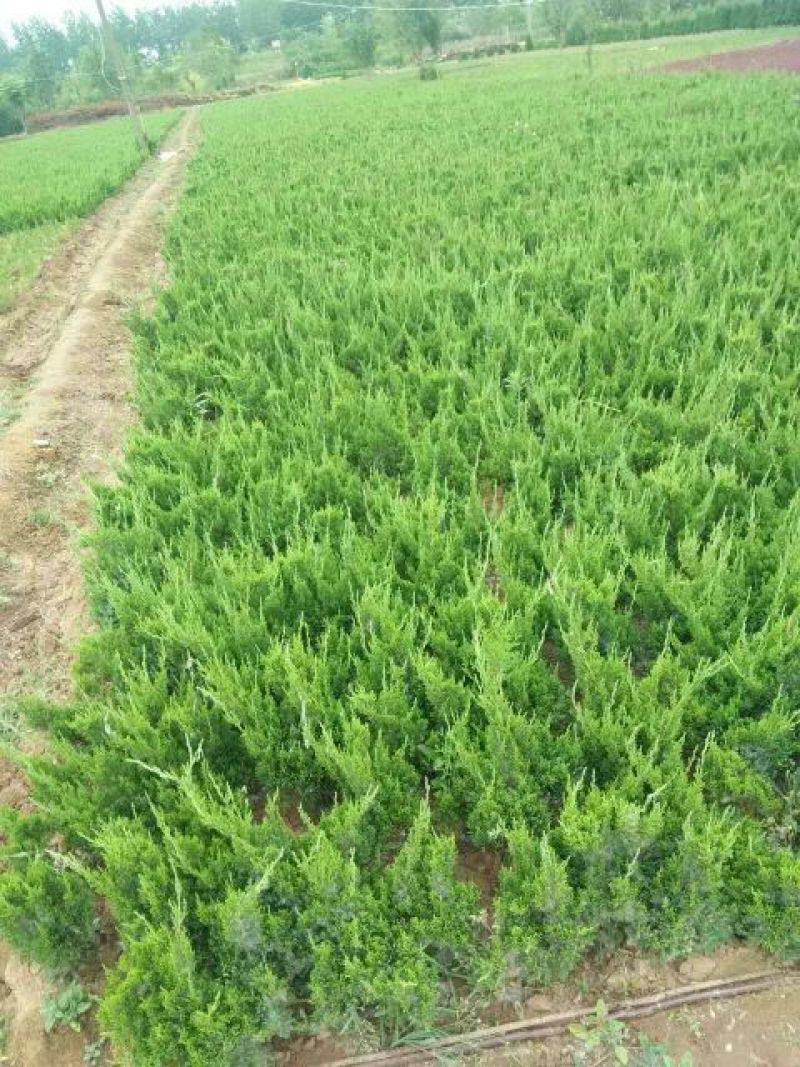 金镶玉竹4~5m
