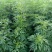 益母草