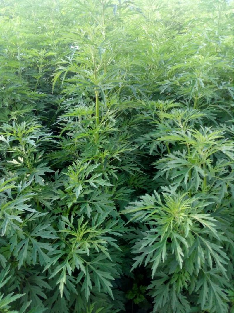 益母草
