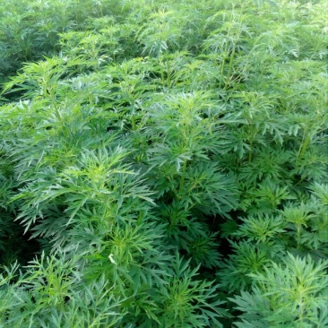 益母草