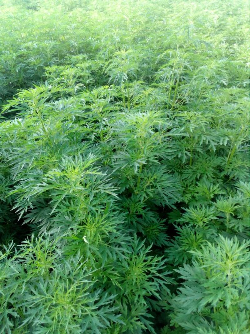 益母草